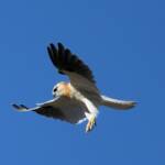 Juvenile Black-shouldered Kite (Elanus axillaris)