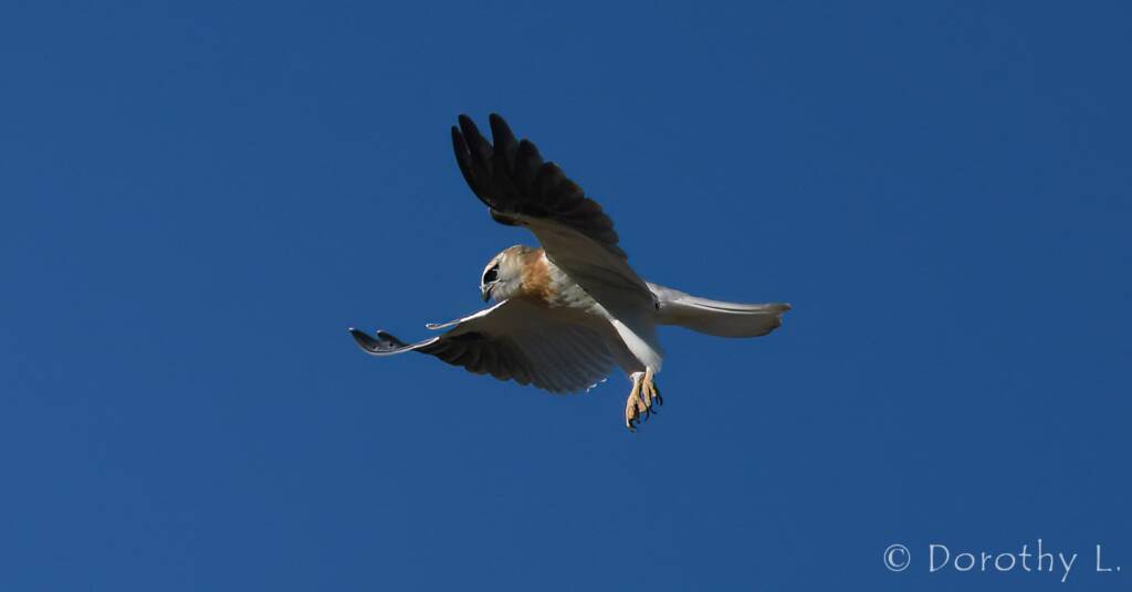 Juvenile Black-shouldered Kite (Elanus axillaris)