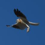 Juvenile Black-shouldered Kite (Elanus axillaris)