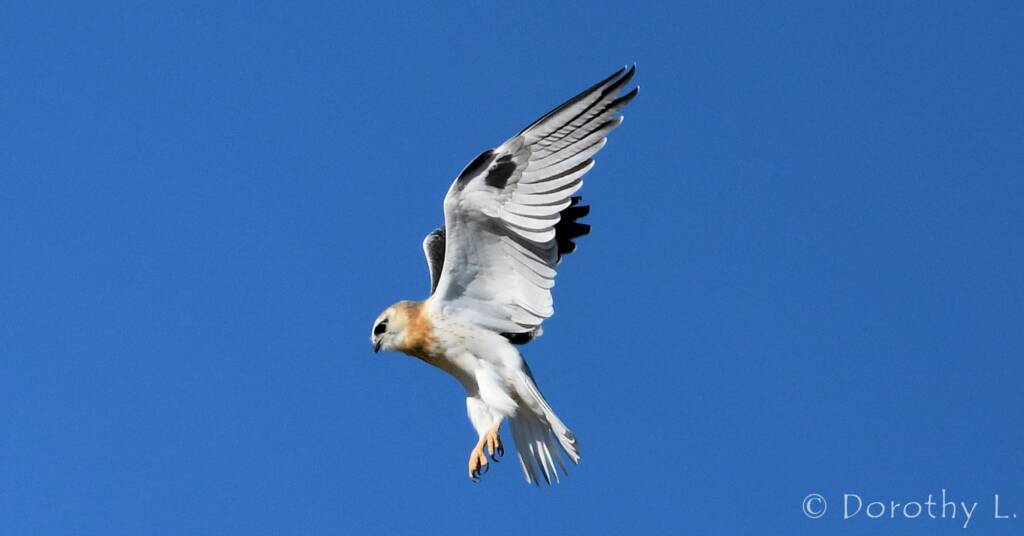 Juvenile Black-shouldered Kite (Elanus axillaris)