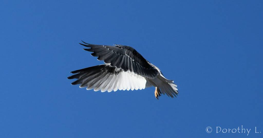 Juvenile Black-shouldered Kite (Elanus axillaris)