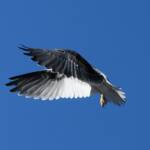 Juvenile Black-shouldered Kite (Elanus axillaris)