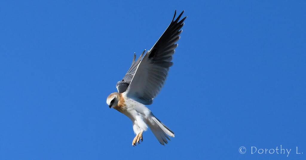 Juvenile Black-shouldered Kite (Elanus axillaris)