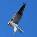 Juvenile Black-shouldered Kite (Elanus axillaris)