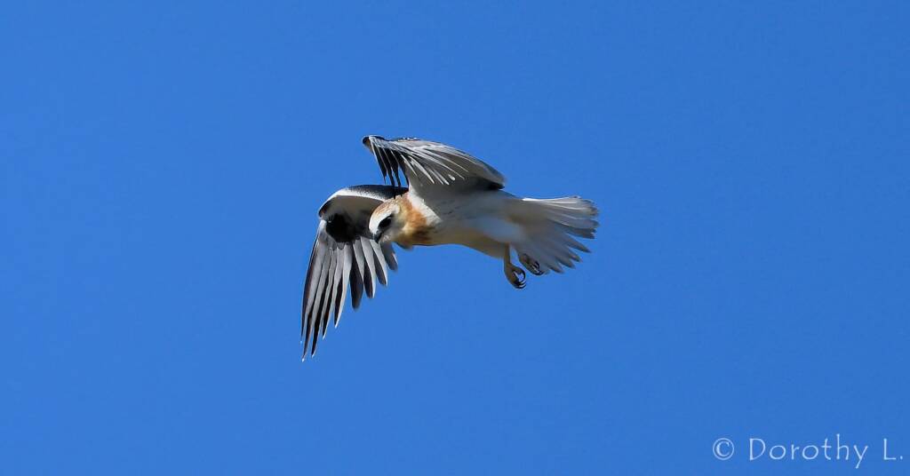 Juvenile Black-shouldered Kite (Elanus axillaris)