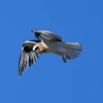Juvenile Black-shouldered Kite (Elanus axillaris)