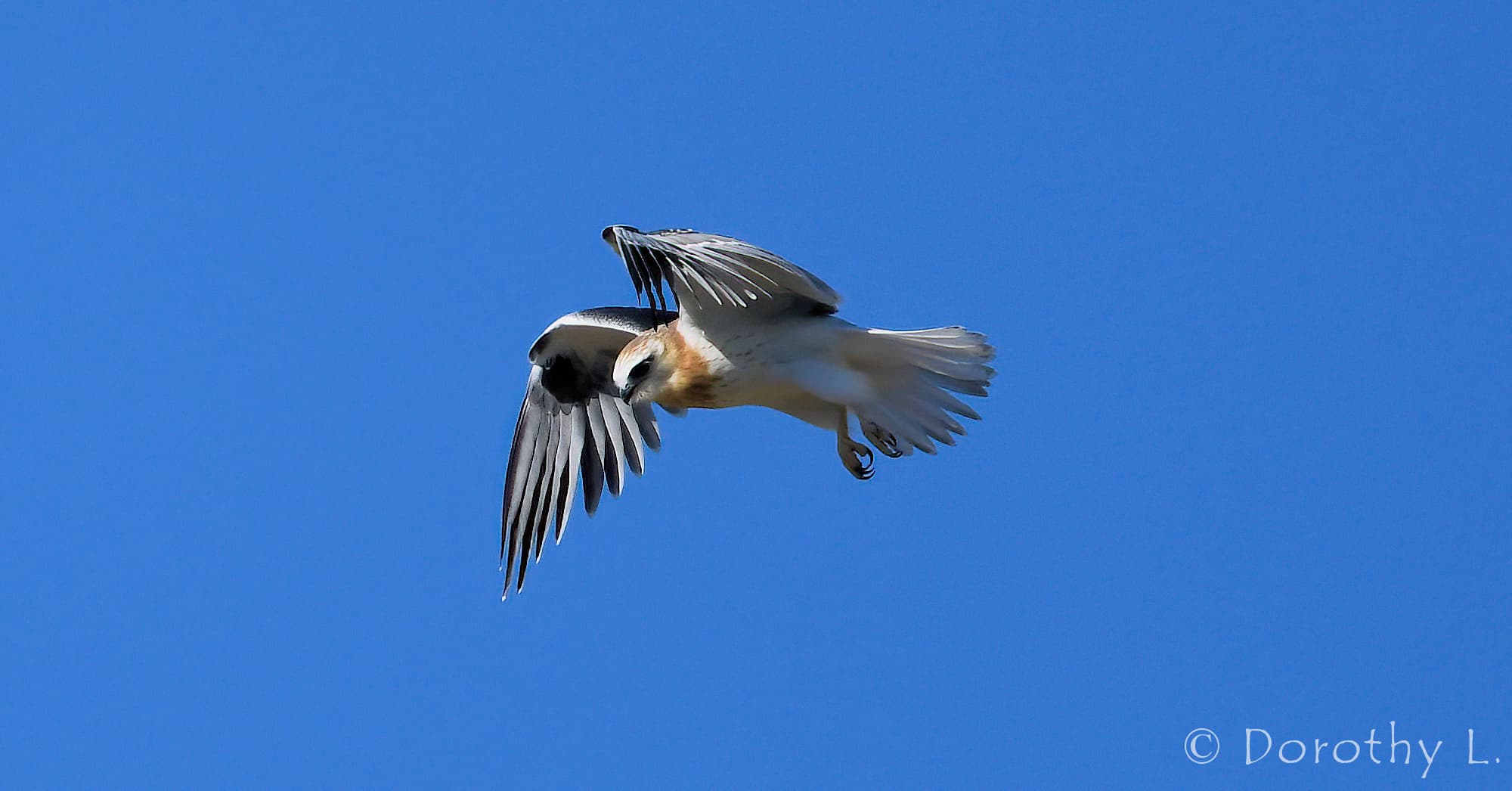 Juvenile Black-shouldered Kite (Elanus axillaris)