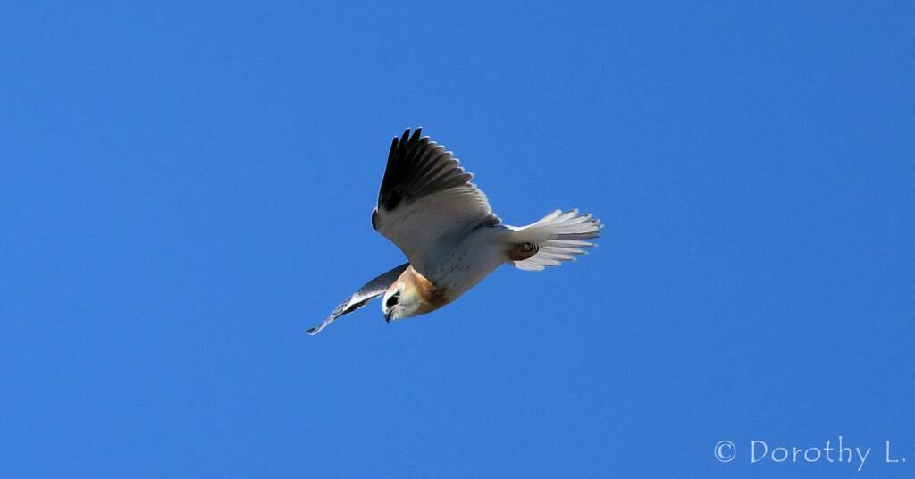 Juvenile Black-shouldered Kite (Elanus axillaris)