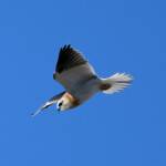 Juvenile Black-shouldered Kite (Elanus axillaris)