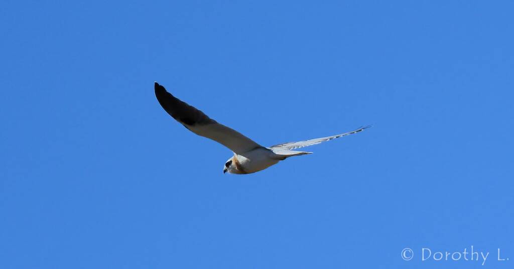 Juvenile Black-shouldered Kite (Elanus axillaris)