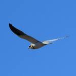Juvenile Black-shouldered Kite (Elanus axillaris)