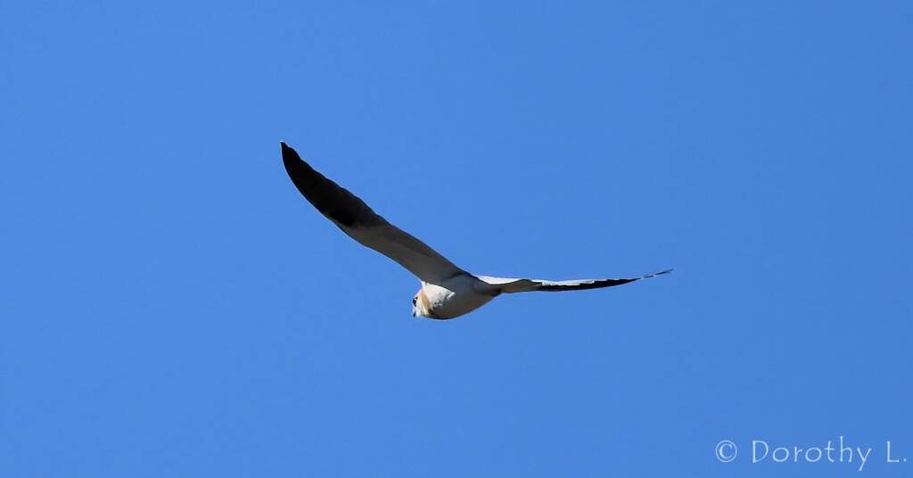 Juvenile Black-shouldered Kite (Elanus axillaris)