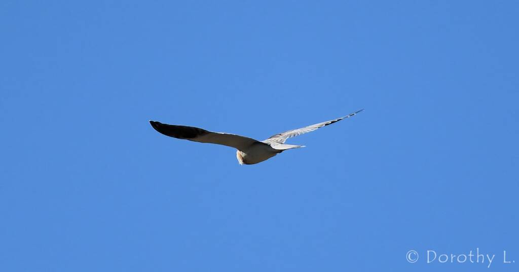 Juvenile Black-shouldered Kite (Elanus axillaris)