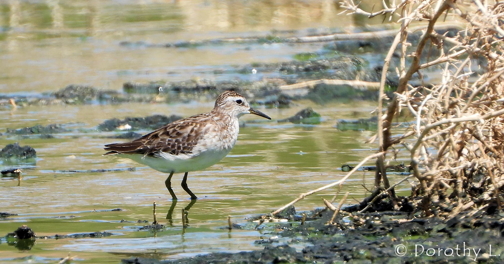 Long-toed Stint (Calidris subminuta)