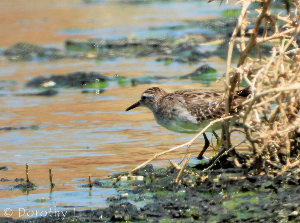 Long-toed Stint (Calidris subminuta)