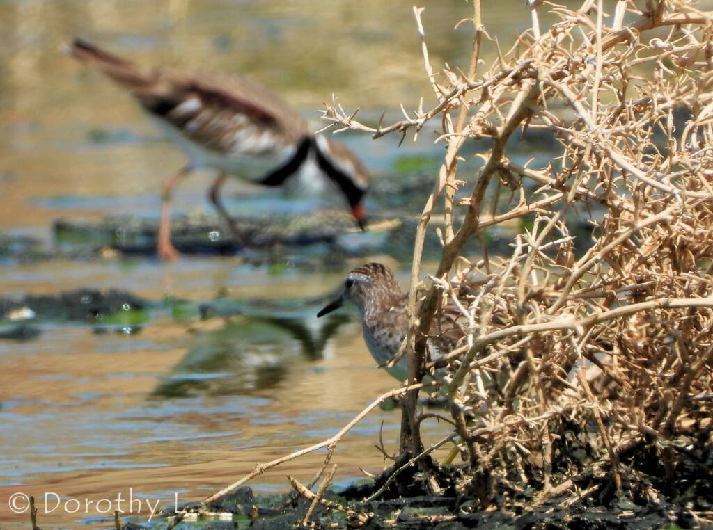 Long-toed Stint (Calidris subminuta)