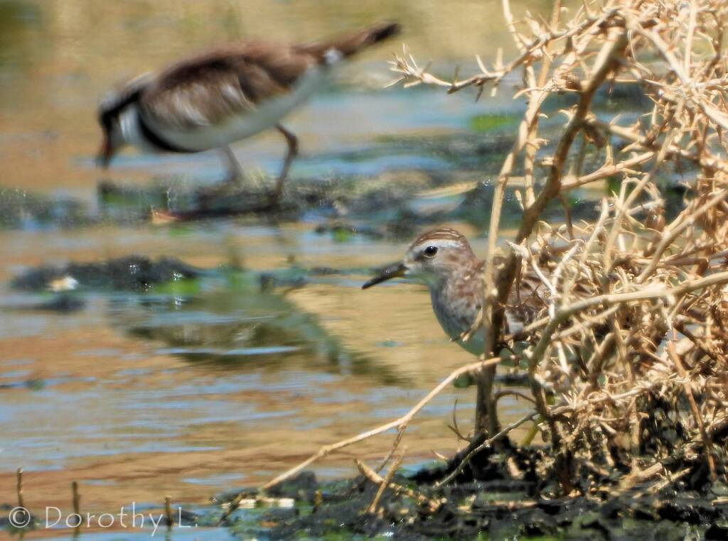 Long-toed Stint (Calidris subminuta)