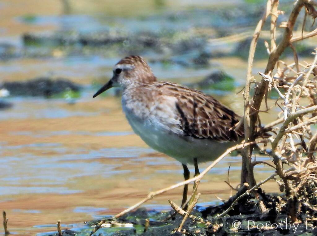 Long-toed Stint (Calidris subminuta)