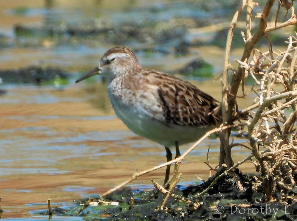 Long-toed Stint (Calidris subminuta)