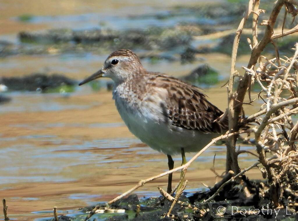 Long-toed Stint (Calidris subminuta)