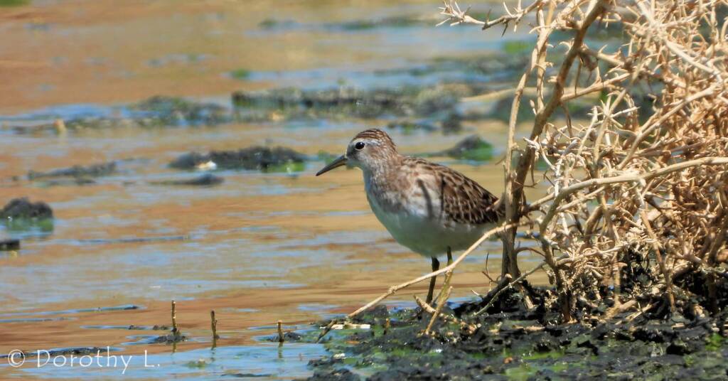 Long-toed Stint (Calidris subminuta)