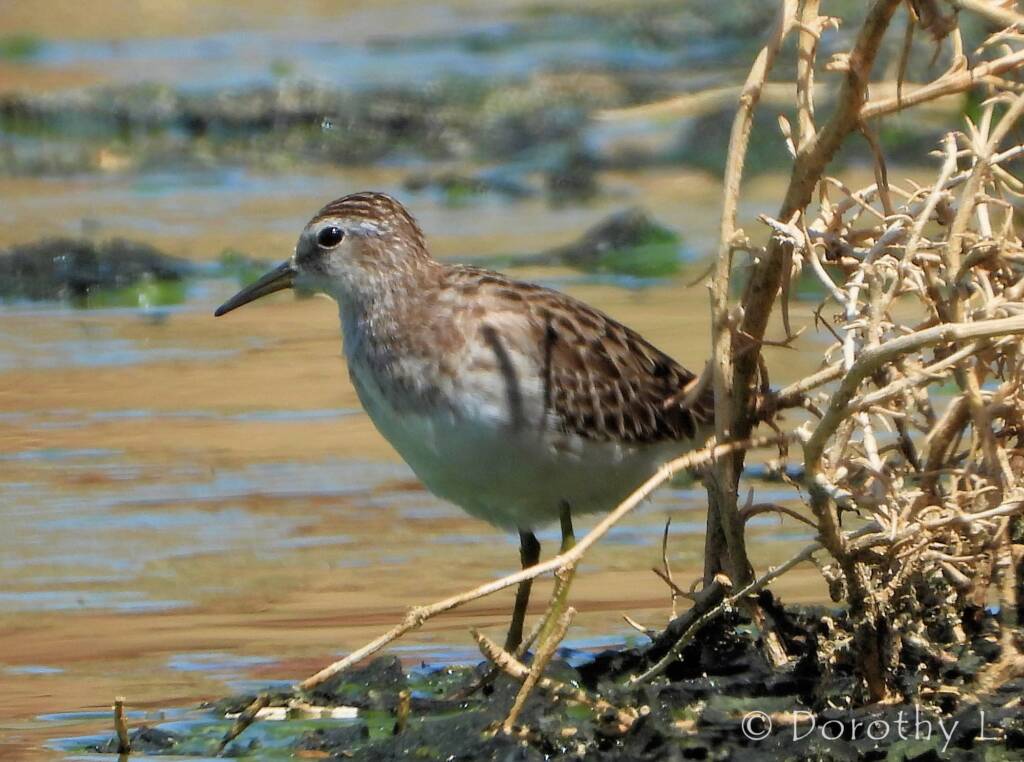 Long-toed Stint (Calidris subminuta)