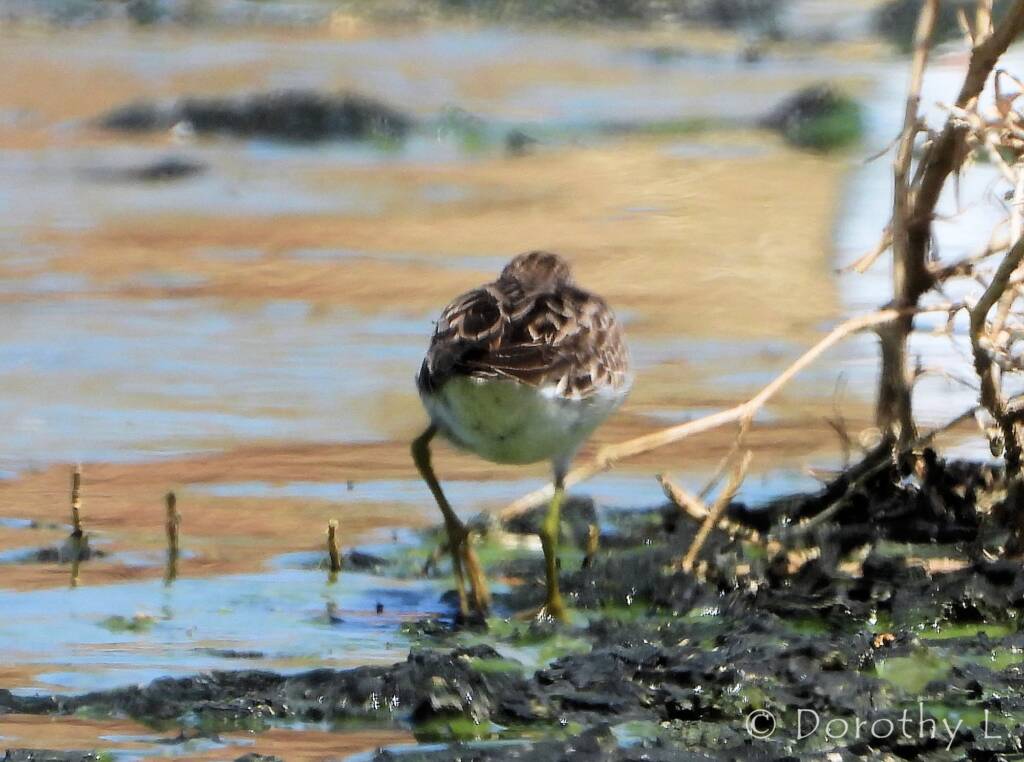 Long-toed Stint (Calidris subminuta)