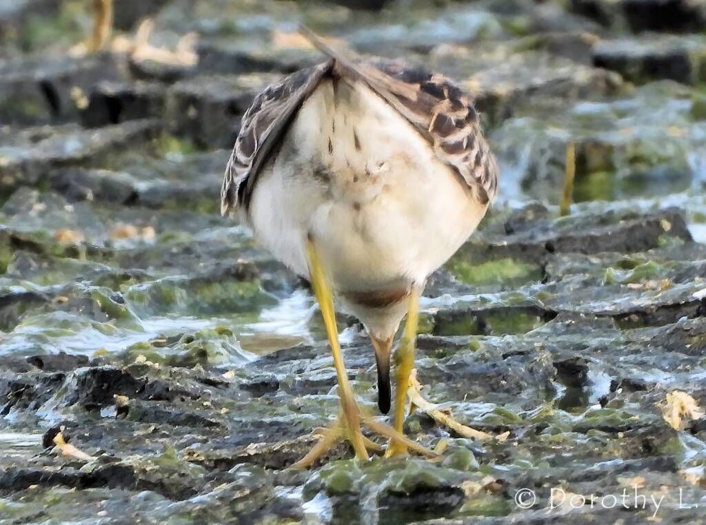 Long-toed Stint (Calidris subminuta)
