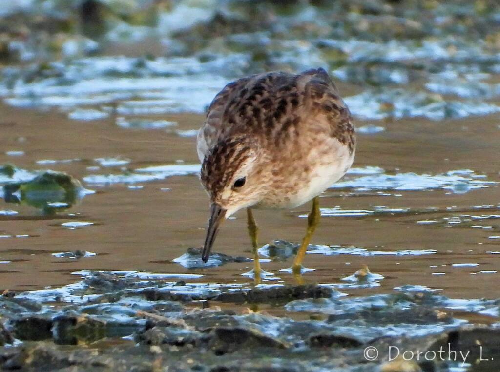 Long-toed Stint (Calidris subminuta)