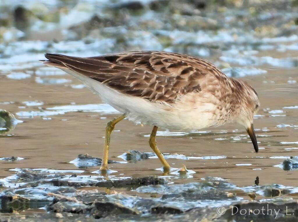 Long-toed Stint (Calidris subminuta)
