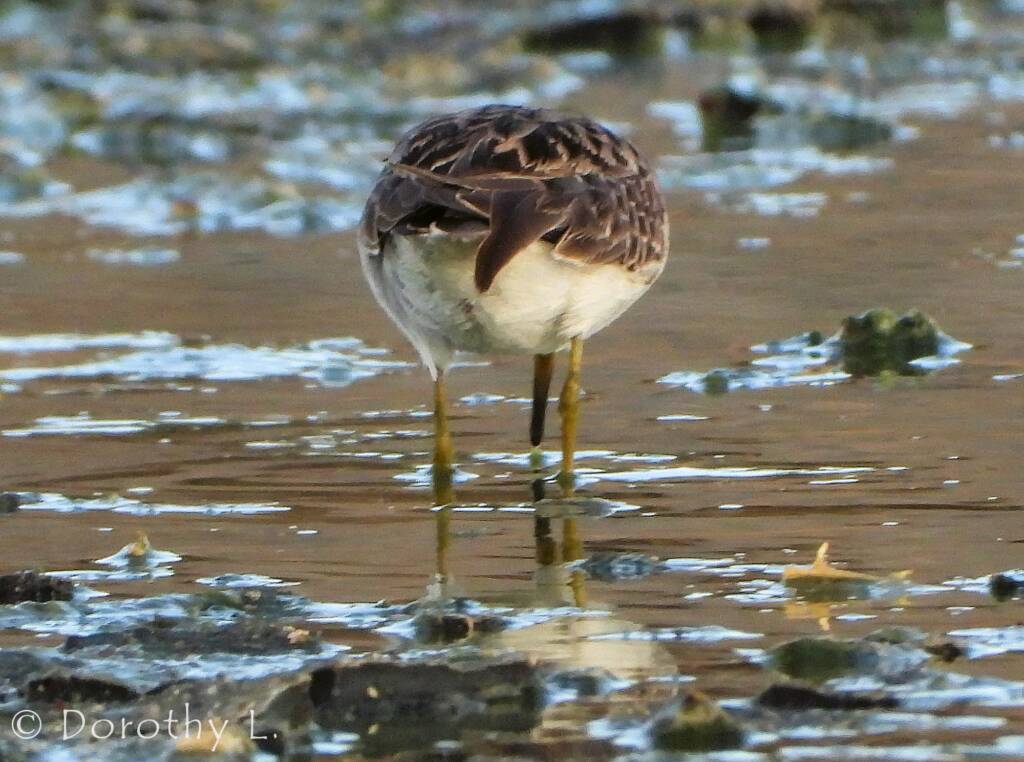 Long-toed Stint (Calidris subminuta)