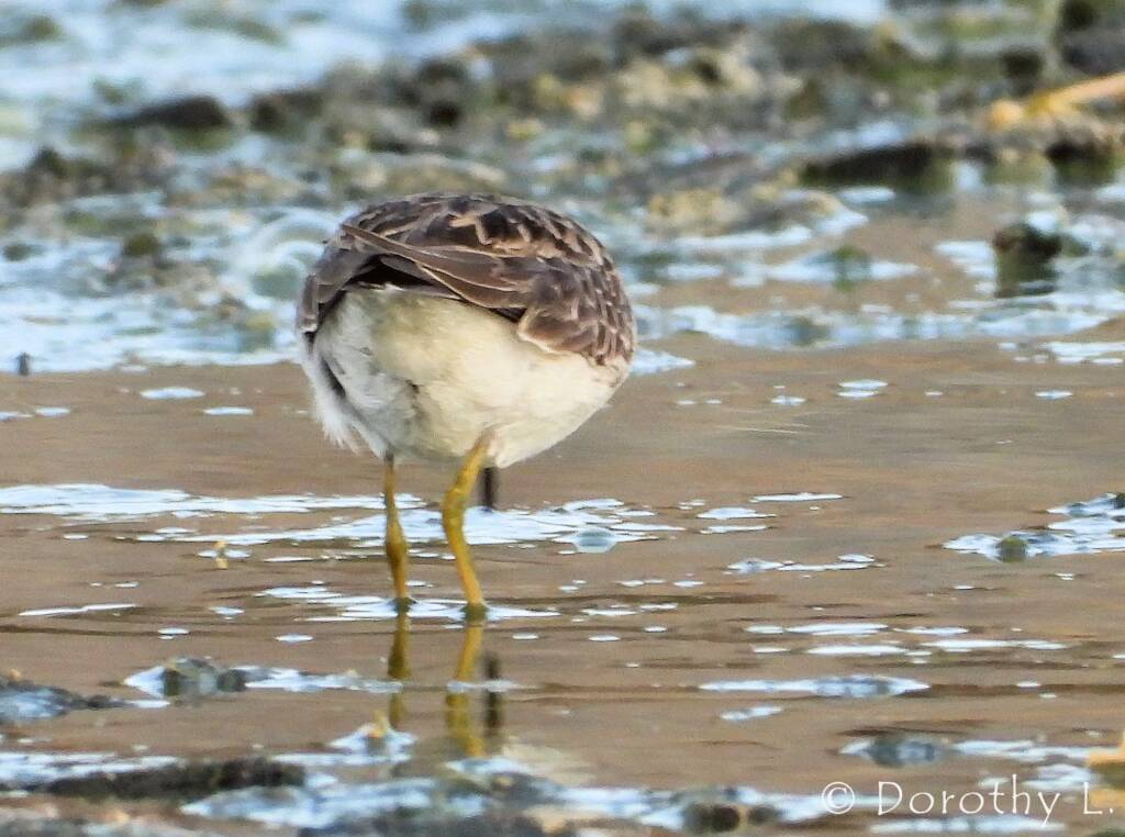 Long-toed Stint (Calidris subminuta)