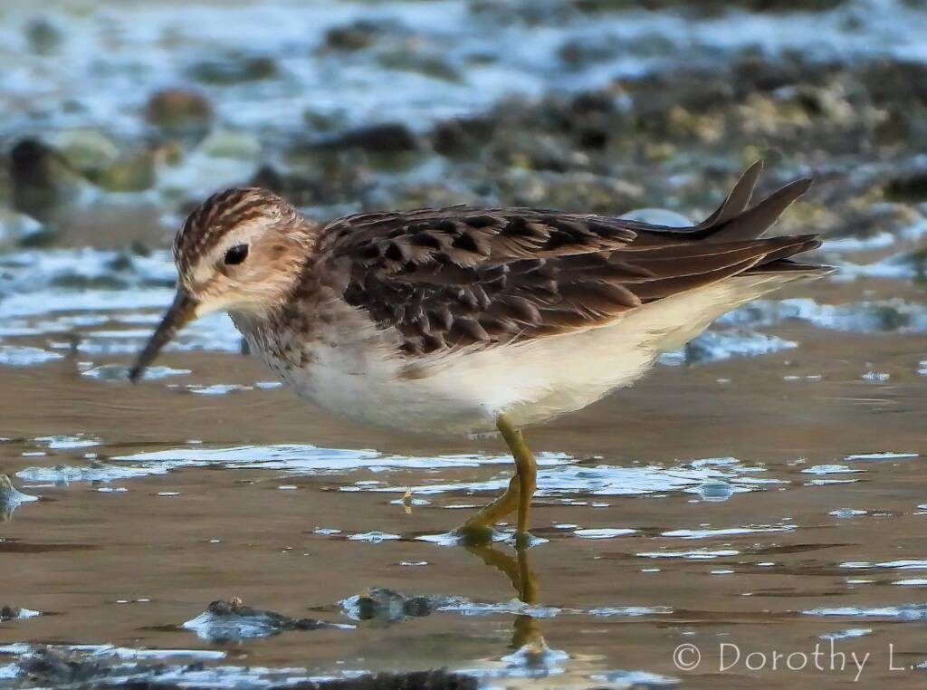 Long-toed Stint (Calidris subminuta)