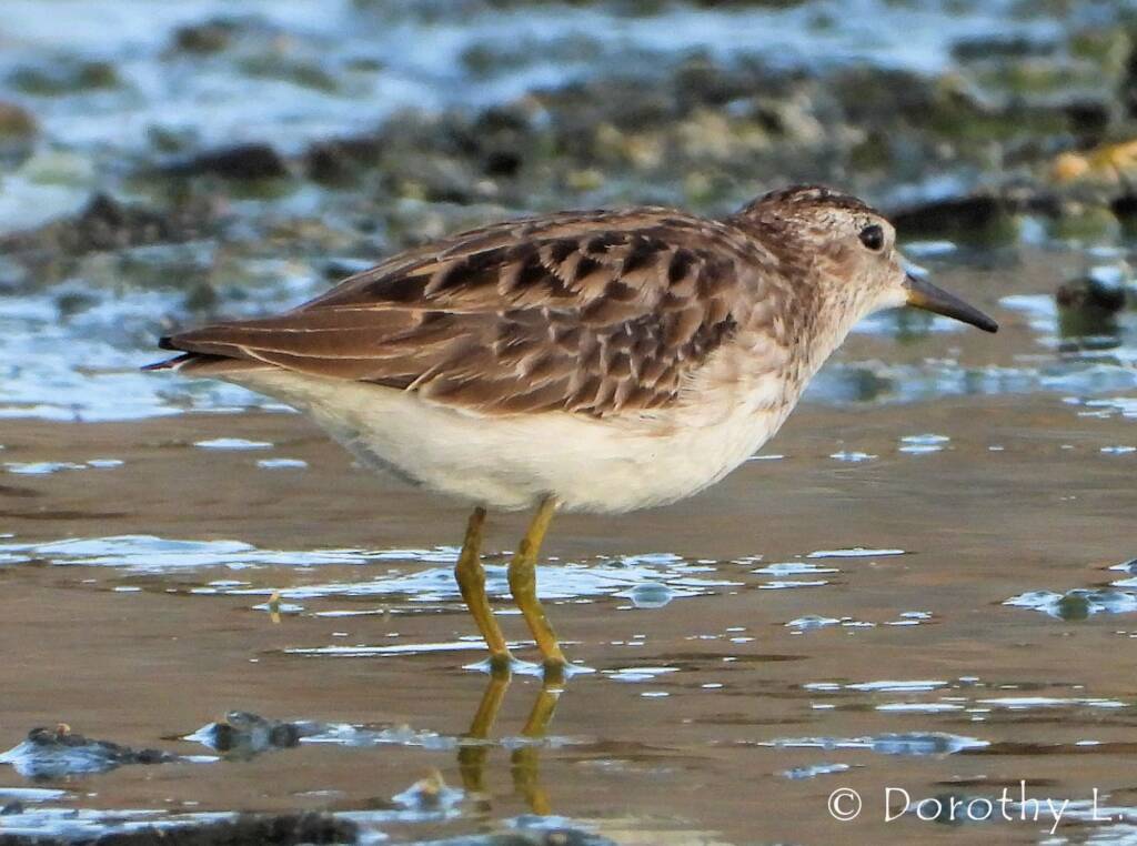 Long-toed Stint (Calidris subminuta)