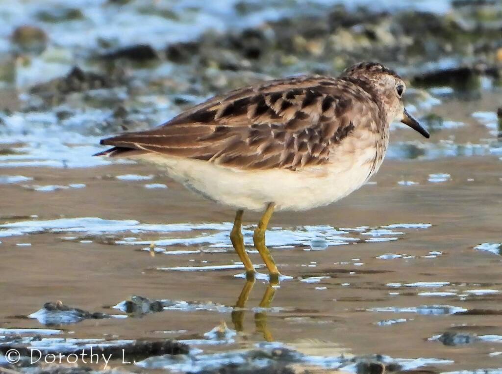 Long-toed Stint (Calidris subminuta)