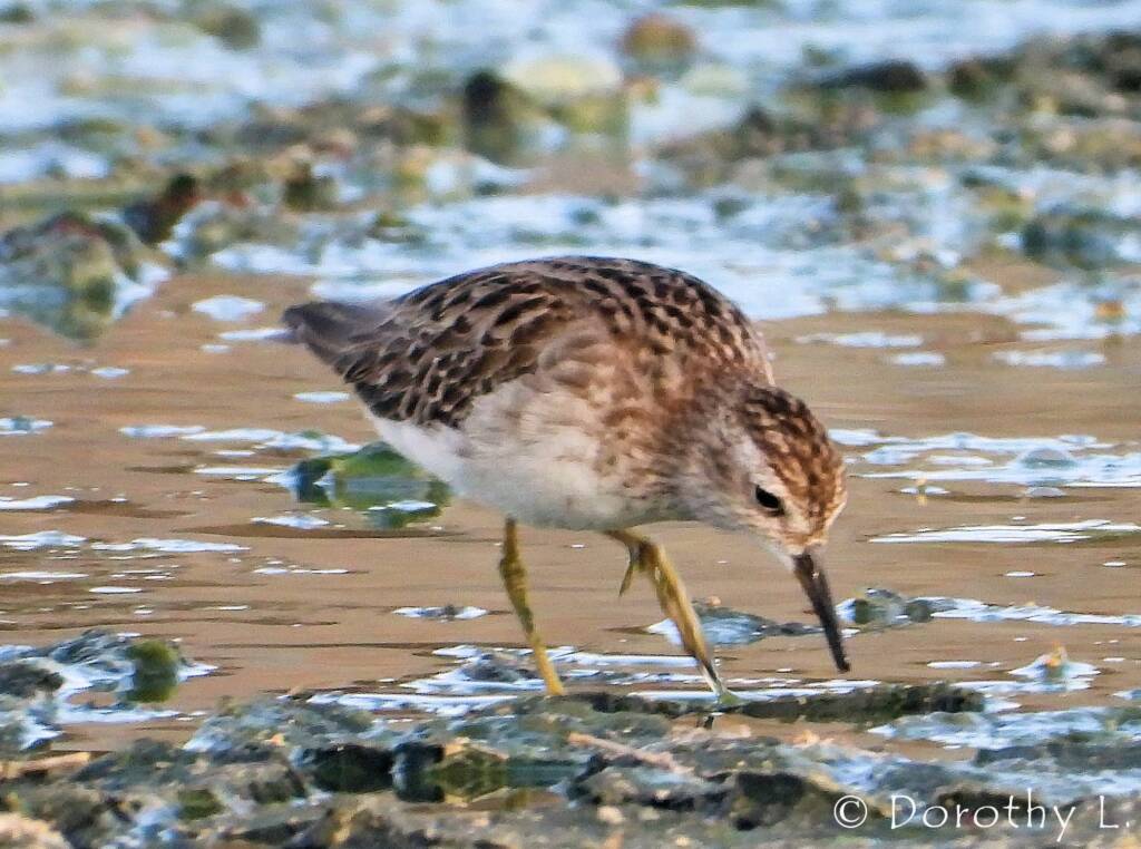 Long-toed Stint (Calidris subminuta)