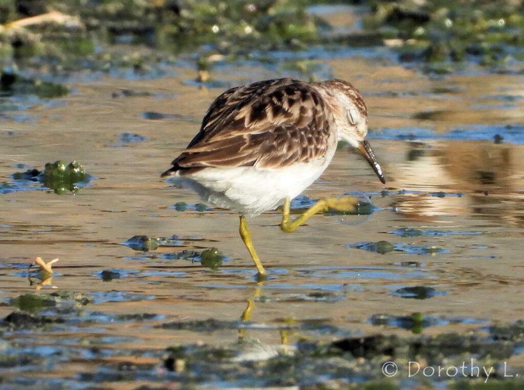 Long-toed Stint (Calidris subminuta)