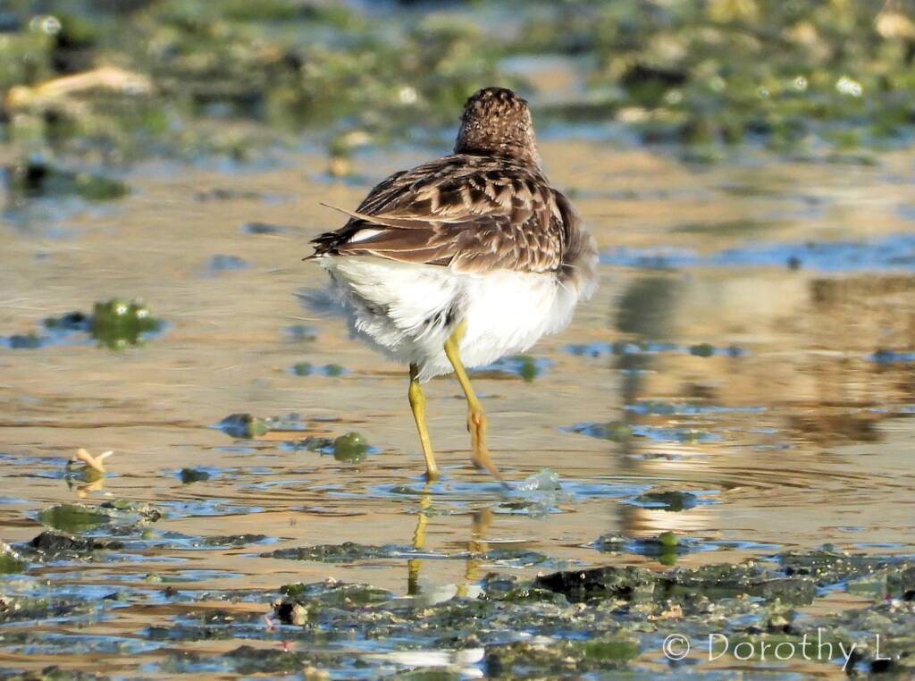 Long-toed Stint (Calidris subminuta)