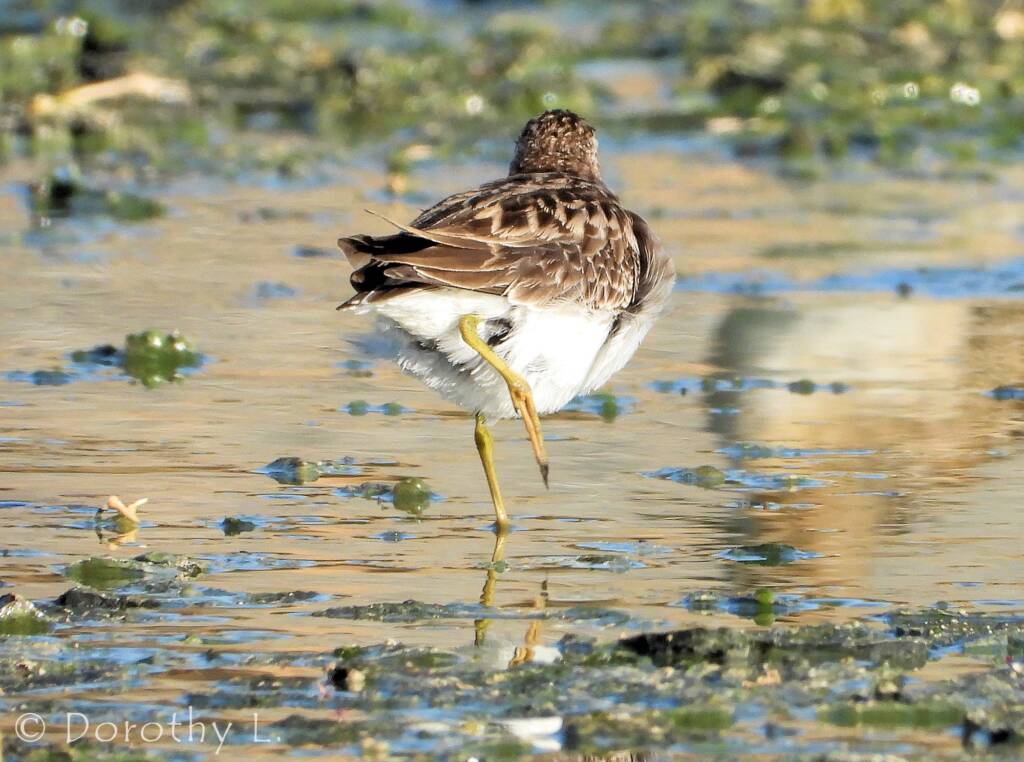 Long-toed Stint (Calidris subminuta)