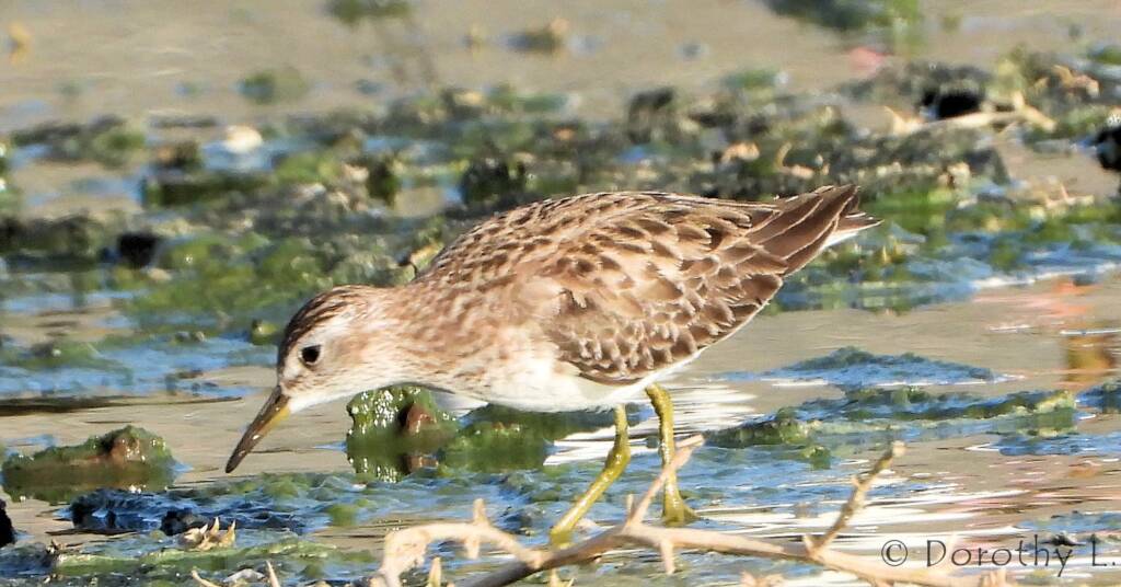 Long-toed Stint (Calidris subminuta)