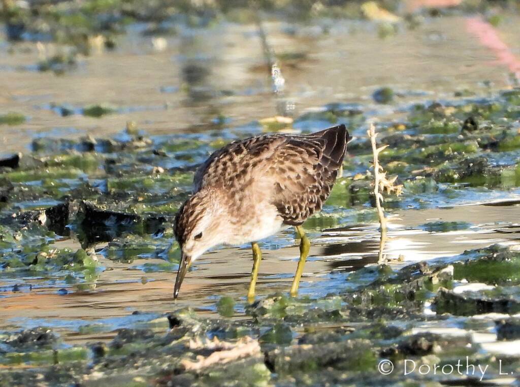 Long-toed Stint (Calidris subminuta)