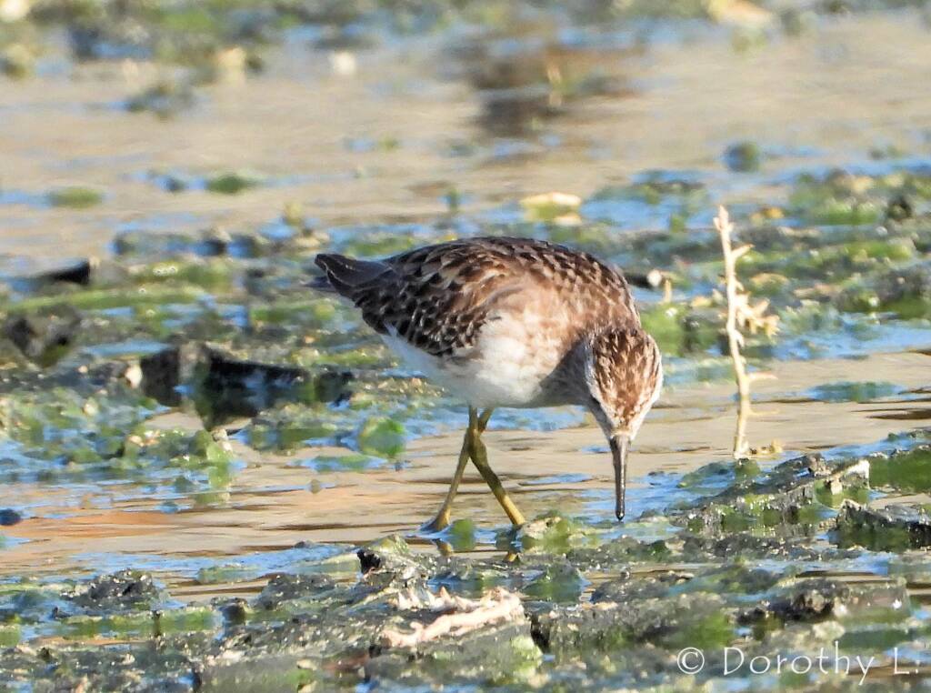Long-toed Stint (Calidris subminuta)