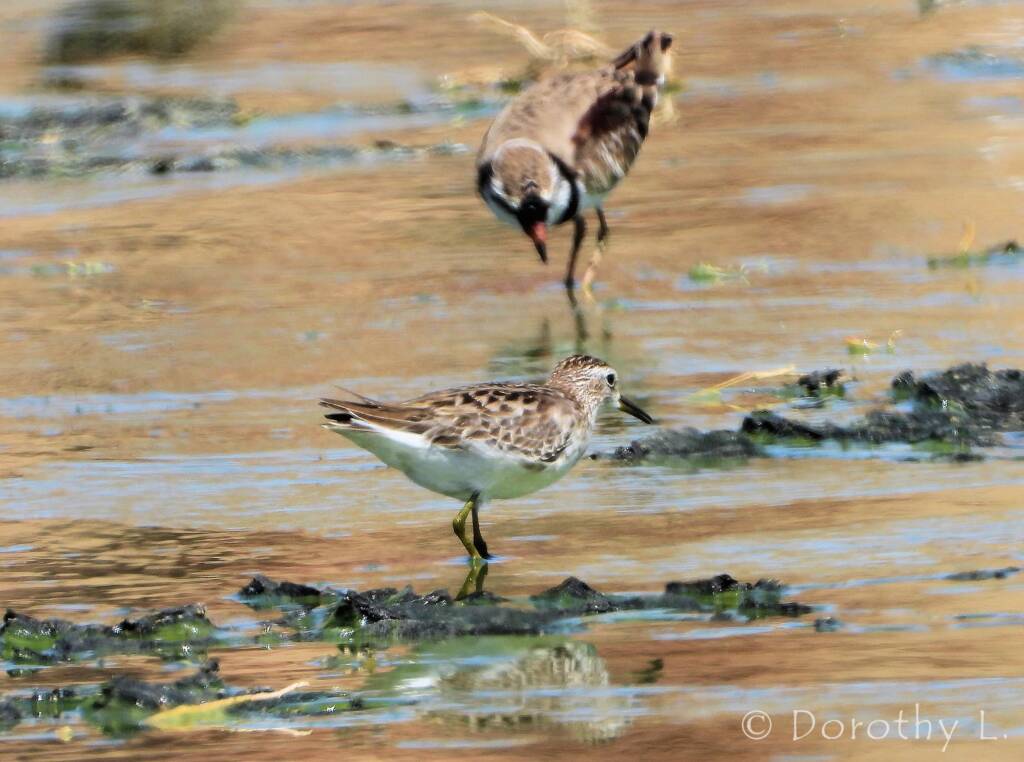 Long-toed Stint and Black-fronted Dotterel