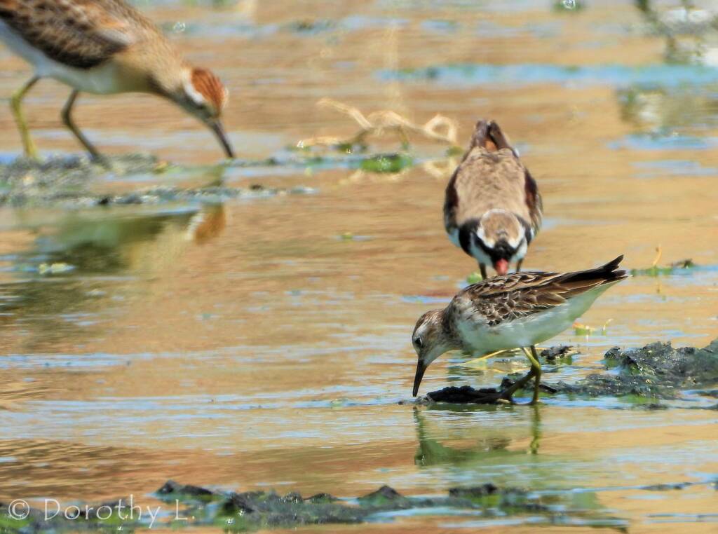 Long-toed Stint and Black-fronted Dotterel