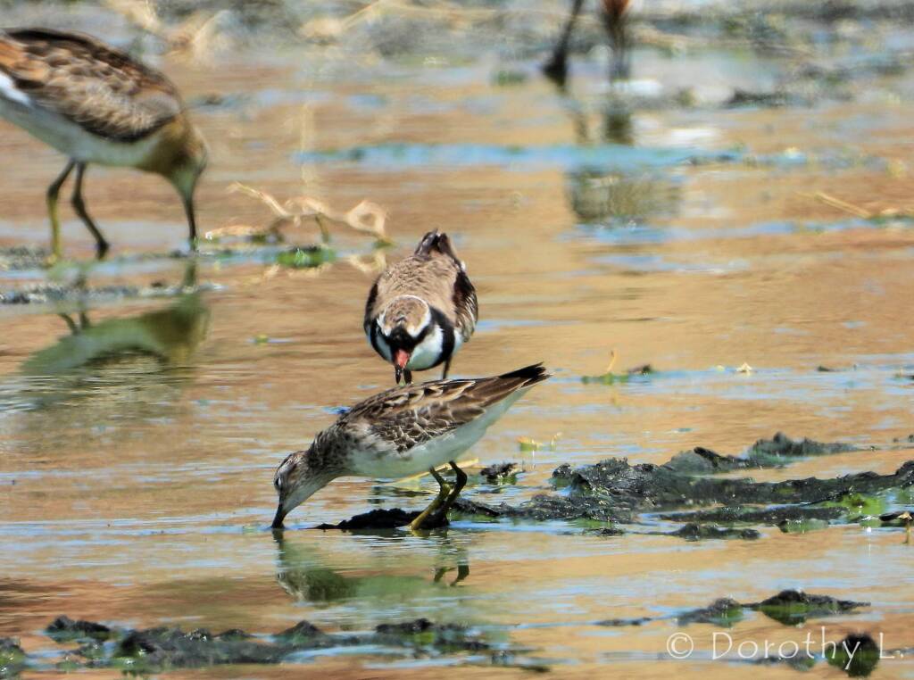 Long-toed Stint and Black-fronted Dotterel