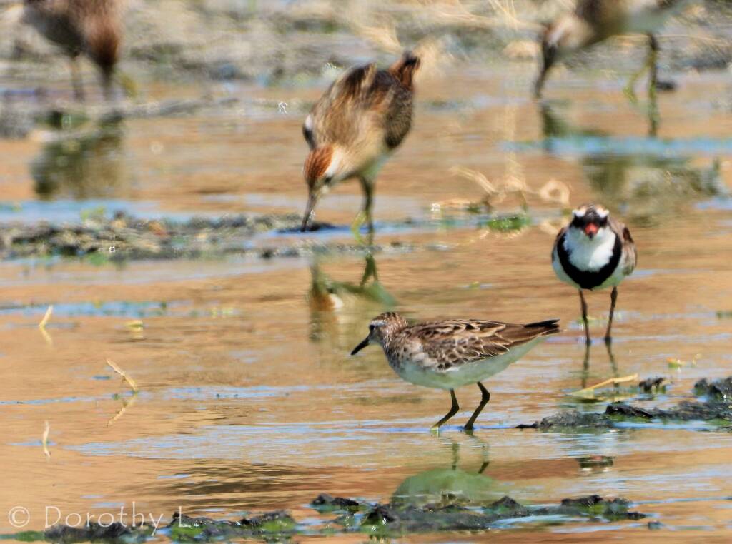 Long-toed Stint and Black-fronted Dotterel