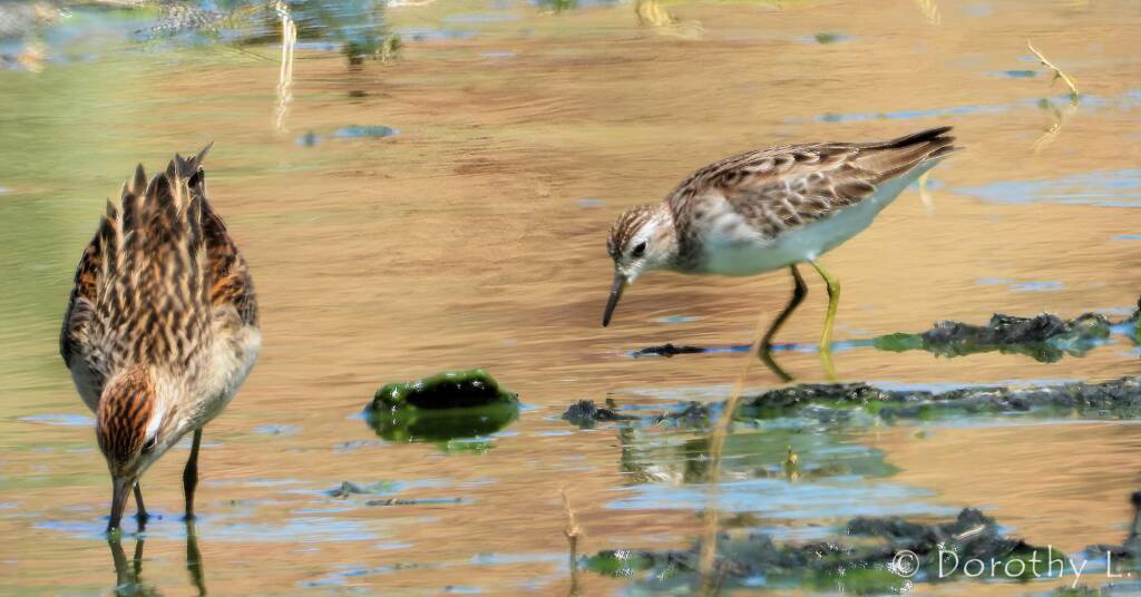 Long-toed Stint (Calidris subminuta) and Sharp-tailed Sandpiper (Calidris acuminata)