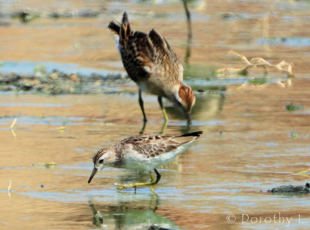 Long-toed Stint (Calidris subminuta) and Sharp-tailed Sandpiper (Calidris acuminata)