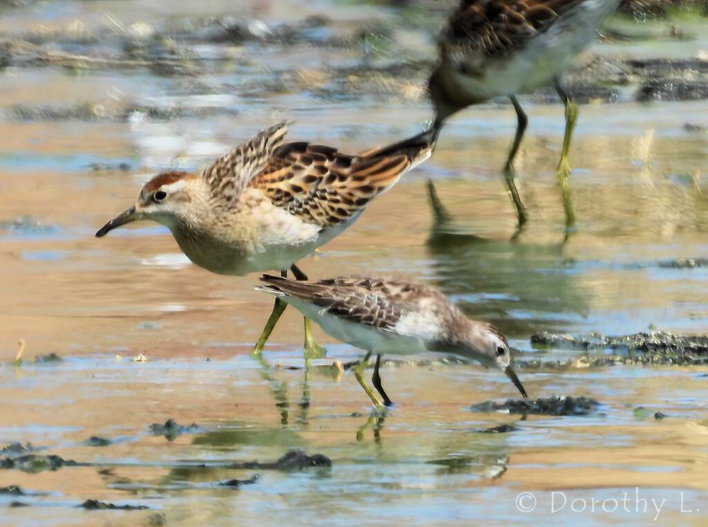 Long-toed Stint (Calidris subminuta) and Sharp-tailed Sandpiper (Calidris acuminata)