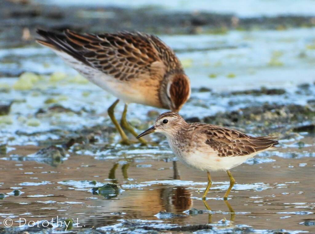 Long-toed Stint (Calidris subminuta) and Sharp-tailed Sandpiper (Calidris acuminata)